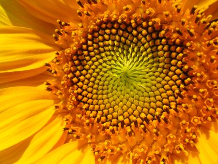 Tournesol